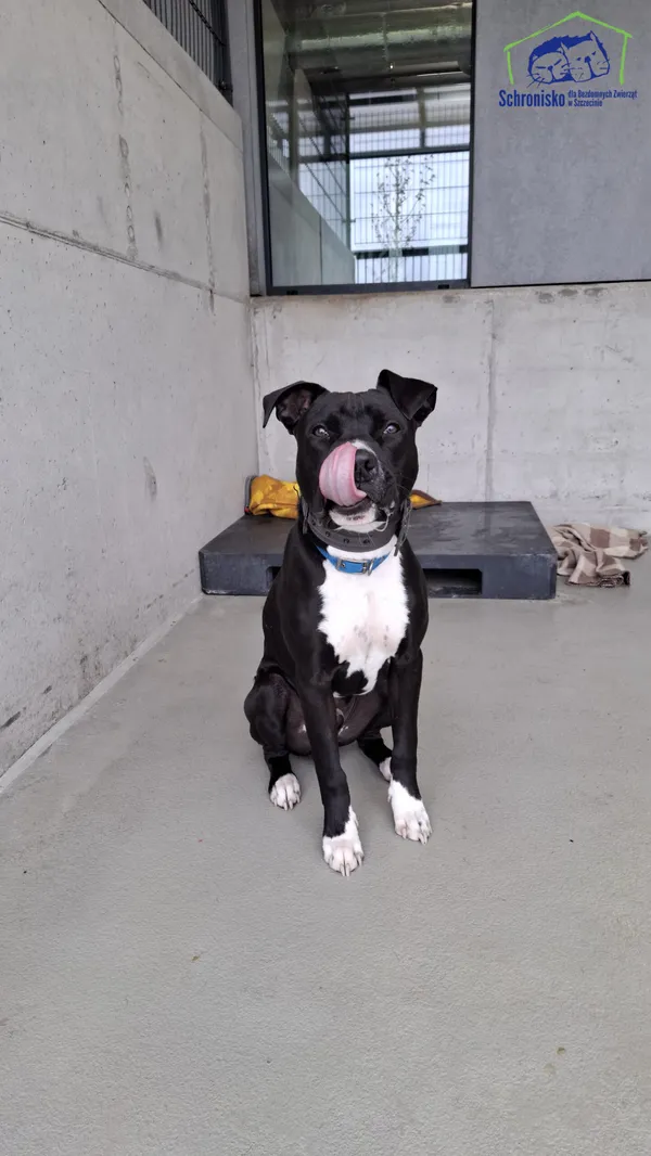 Znaleziono psa, Szczecin, 31 marca 2025 (3/4)