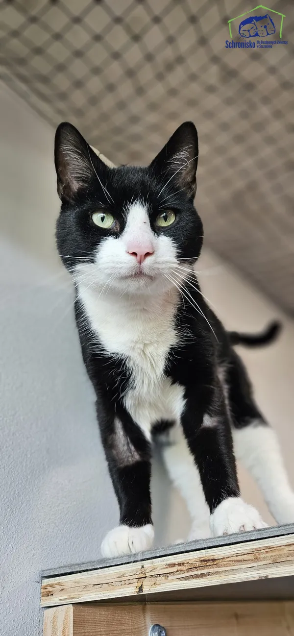 Znaleziono kota, Szczecin, 31 marca 2025 (1/5)