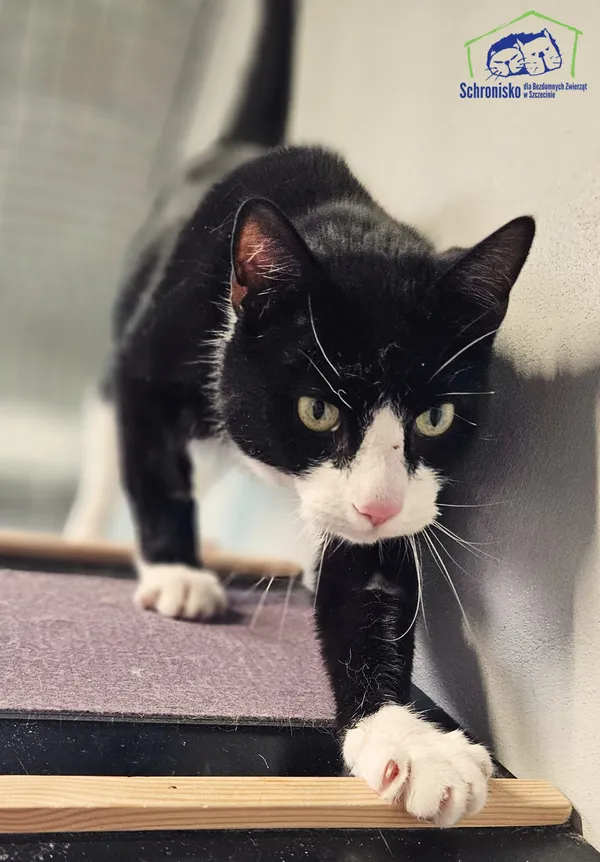 Znaleziono kota, Szczecin, 31 marca 2025 (2/5)