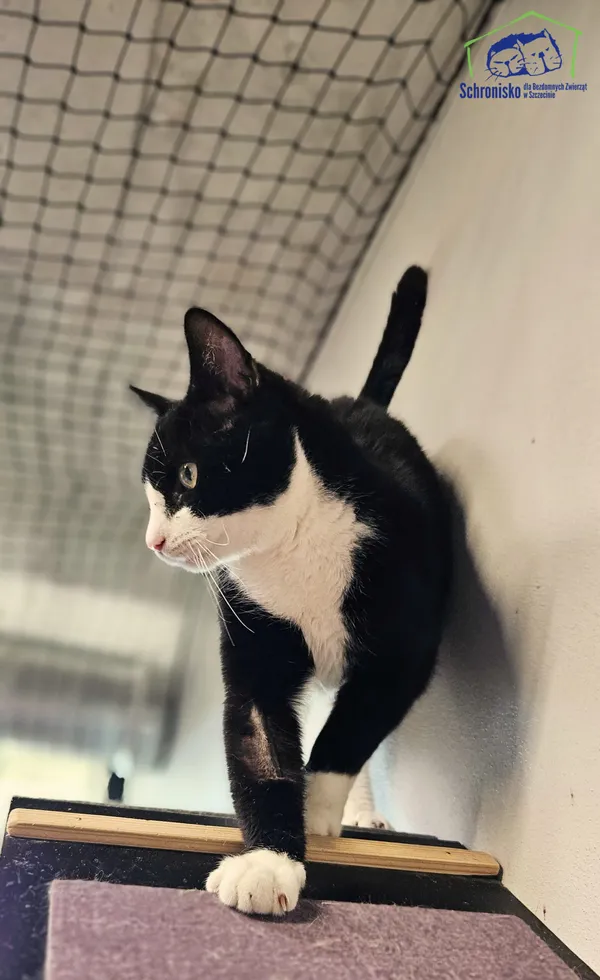 Znaleziono kota, Szczecin, 31 marca 2025 (4/5)