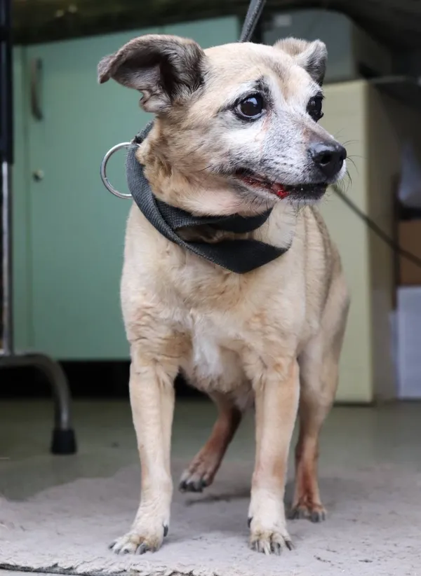 Znaleziono psa, Łódź, 1 kwietnia 2025 (2/3)