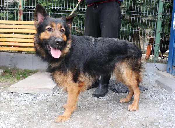 Znaleziono psa, Łódź, 9 października 2025 (1/4)