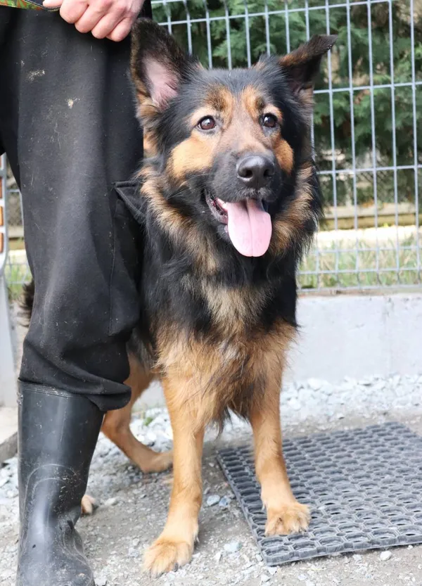 Znaleziono psa, Łódź, 9 października 2025 (2/4)