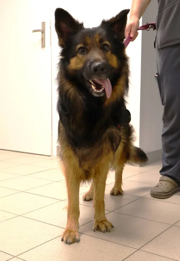 Znaleziono psa, Łódź, 9 października 2025 (3/4)