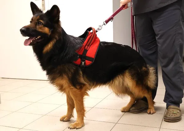 Znaleziono psa, Łódź, 9 października 2025 (4/4)