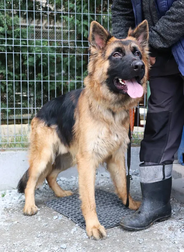 Znaleziono psa, Łódź, 1 kwietnia 2025 (1/3)