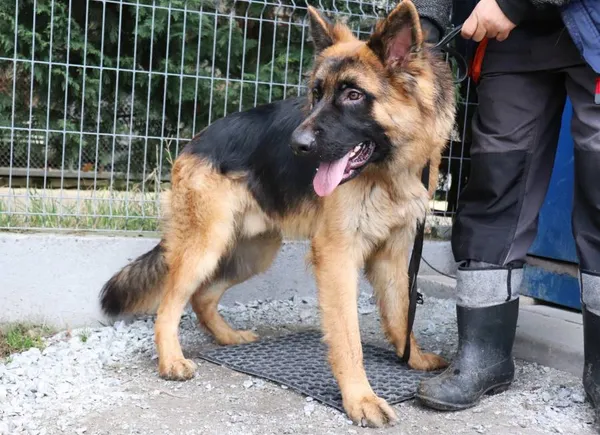 Znaleziono psa, Łódź, 1 kwietnia 2025 (2/3)