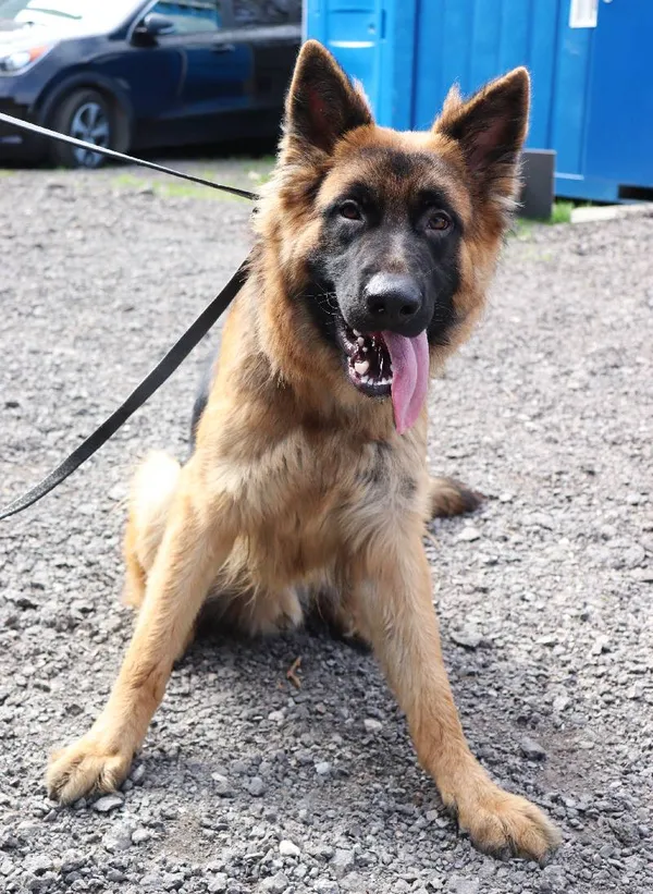 Znaleziono psa, Łódź, 1 kwietnia 2025 (3/3)