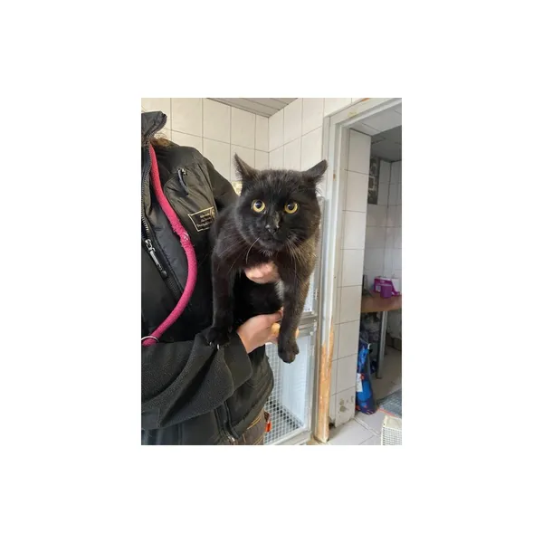 Znaleziono kota, Białystok, 31 marca 2025