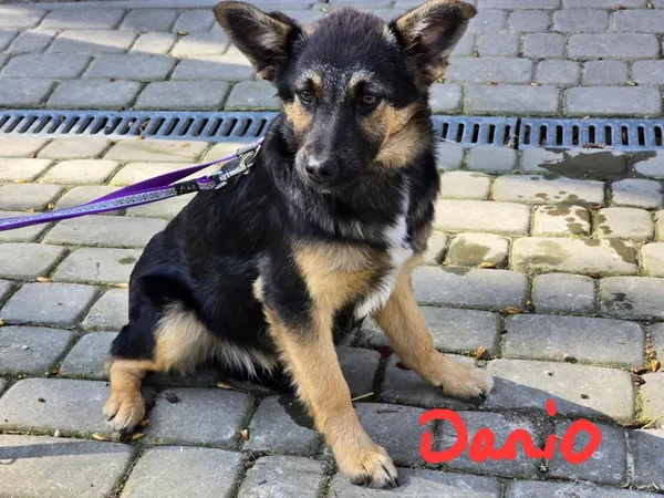 Pies do adopcji, Ropczyce, 31 marca 2025