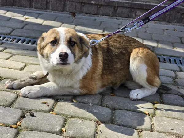 Pies do adopcji, Ropczyce, 31 marca 2025