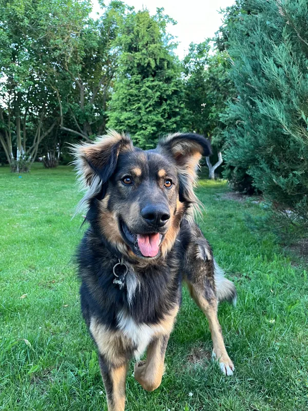 Zaginął pies, Skurgwy, 1 kwietnia 2025