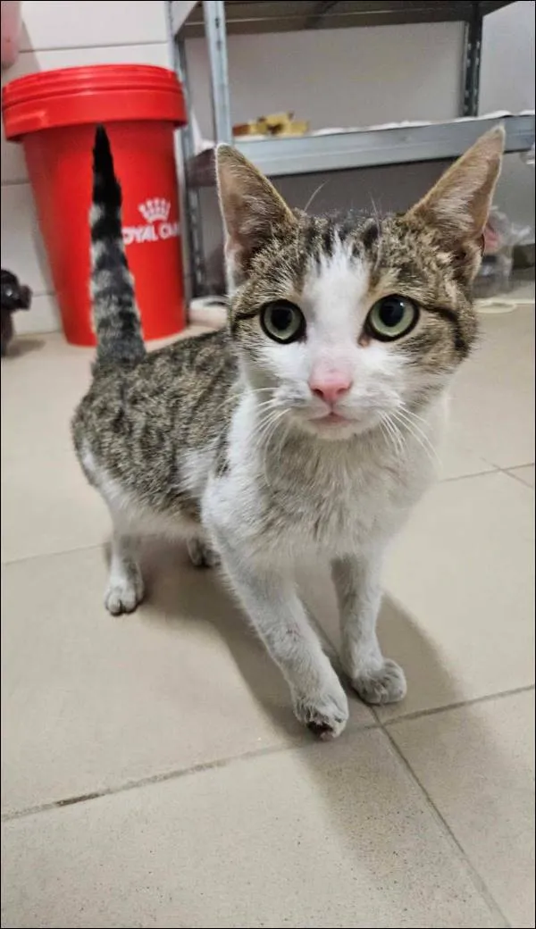 Znaleziono kota, Grudziądz, 1 kwietnia 2025