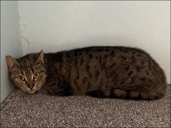 Znaleziono kota, Grudziądz, 1 kwietnia 2025