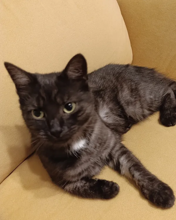 Zaginął kot, Łódź, 1 kwietnia 2025