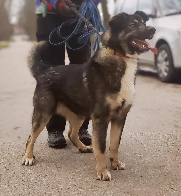 Pies do adopcji, Pawłowo, 1 kwietnia 2025 (3/3)