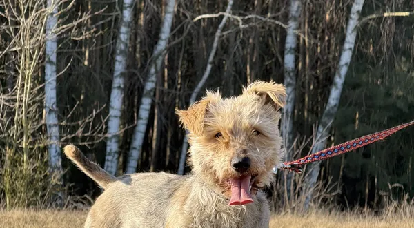 Pies do adopcji, Pieczyska, 1 kwietnia 2025 (1/5)