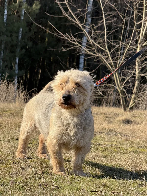 Pies do adopcji, Pieczyska, 1 kwietnia 2025 (2/5)