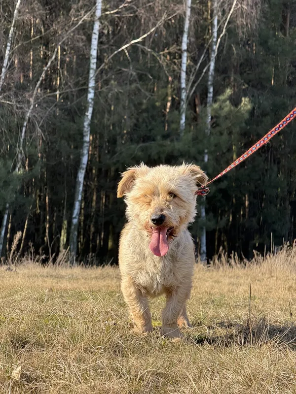 Pies do adopcji, Pieczyska, 1 kwietnia 2025 (5/5)