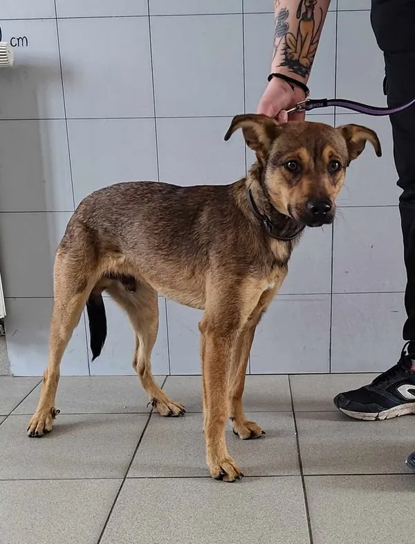 Znaleziono psa, Lublin, 30 marca 2025