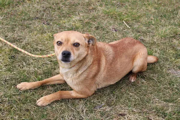 Pies do adopcji, Bełchatów, 5 lutego 2025 (3/5)