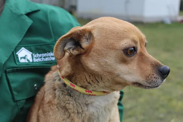 Pies do adopcji, Bełchatów, 5 lutego 2025 (4/5)