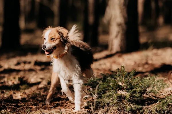 Pies do adopcji, Czartki, 1 kwietnia 2025 (5/5)