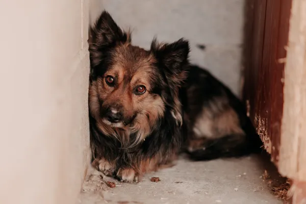 Pies do adopcji, Czartki, 1 kwietnia 2025