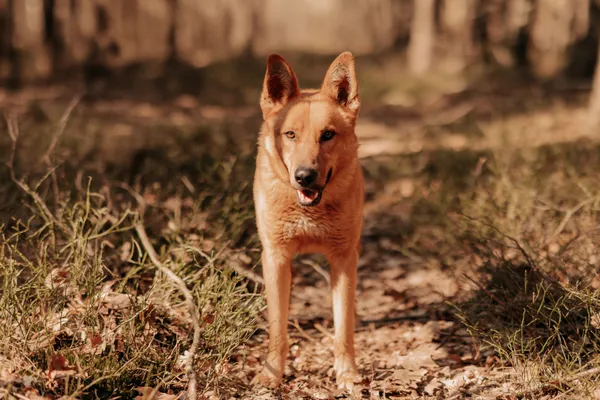 Pies do adopcji, Czartki, 1 kwietnia 2025 (2/5)