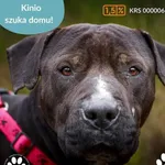 Pies do adopcji