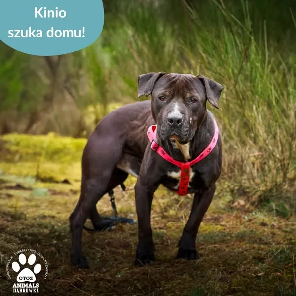 Pies do adopcji, Dąbrówka, 10 kwietnia 2025 (3/5)