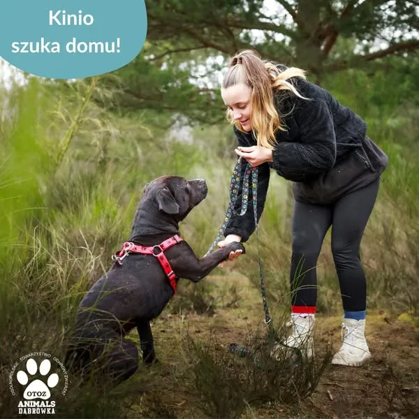 Pies do adopcji, Dąbrówka, 10 kwietnia 2025 (4/5)