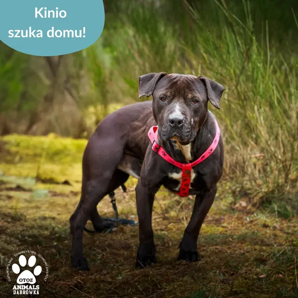Pies do adopcji, Dąbrówka, 10 kwietnia 2025 (5/5)