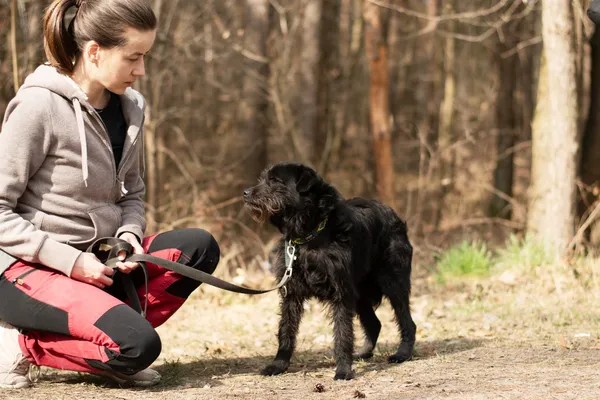 Pies do adopcji, Nowodwór, 1 kwietnia 2025 (3/5)