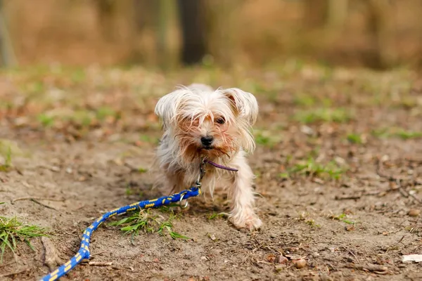 Pies do adopcji, Elbląg, 1 kwietnia 2025 (4/5)