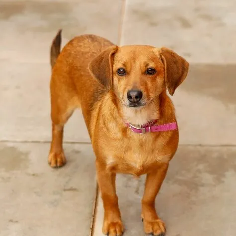 Pies do adopcji, Elbląg, 1 kwietnia 2025 (1/2)