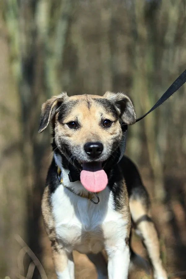 Pies do adopcji, Elbląg, 1 kwietnia 2025 (3/5)