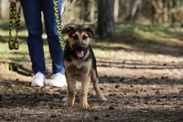 Pies do adopcji, Piła, 16 marca 2025 (1/4)