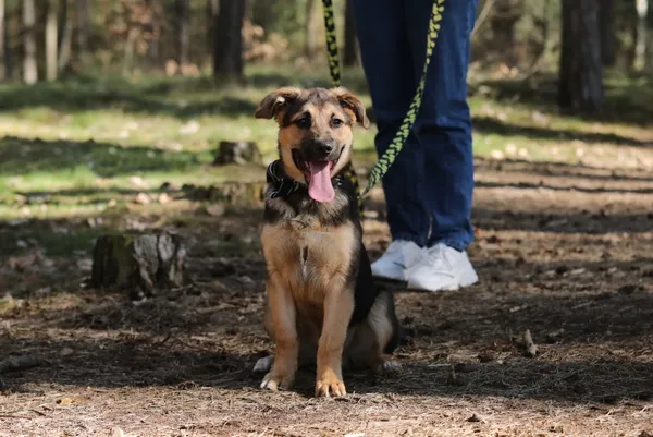 Pies do adopcji, Piła, 16 marca 2025 (2/4)