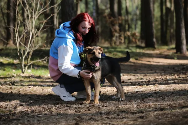 Pies do adopcji, Piła, 16 marca 2025 (3/4)