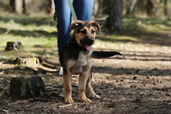 Pies do adopcji, Piła, 16 marca 2025 (4/4)