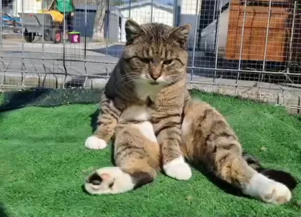 Kot do adopcji, Radom, 2 kwietnia 2025