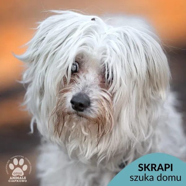 Pies do adopcji, Gdynia, 2 kwietnia 2025 (1/5)