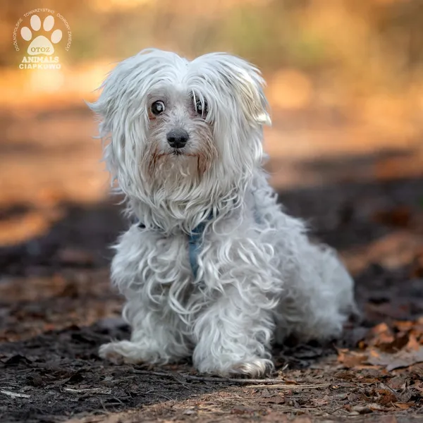 Pies do adopcji, Gdynia, 2 kwietnia 2025 (2/5)