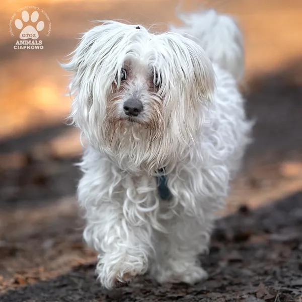 Pies do adopcji, Gdynia, 2 kwietnia 2025 (4/5)