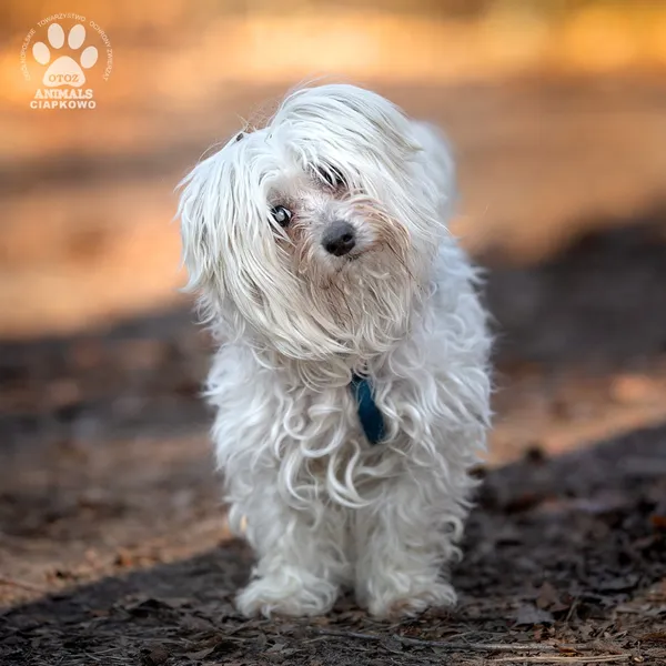 Pies do adopcji, Gdynia, 2 kwietnia 2025 (5/5)