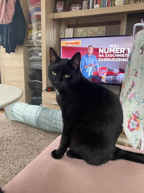 Zaginął kot, Gdynia, Chylonia, 2 kwietnia 2025 (1/2)