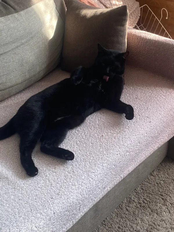 Zaginął kot, Gdynia, Chylonia, 2 kwietnia 2025 (2/2)