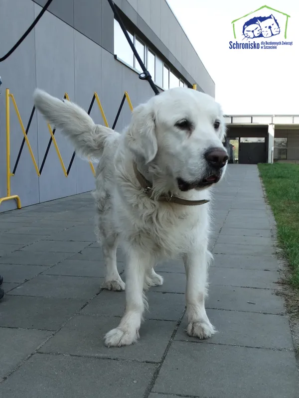 Znaleziono psa, Szczecin, 2 kwietnia 2025 (1/2)