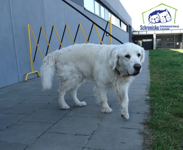 Znaleziono psa, Szczecin, 2 kwietnia 2025 (2/2)